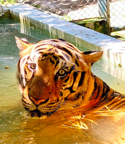 Tiger Walk Experience