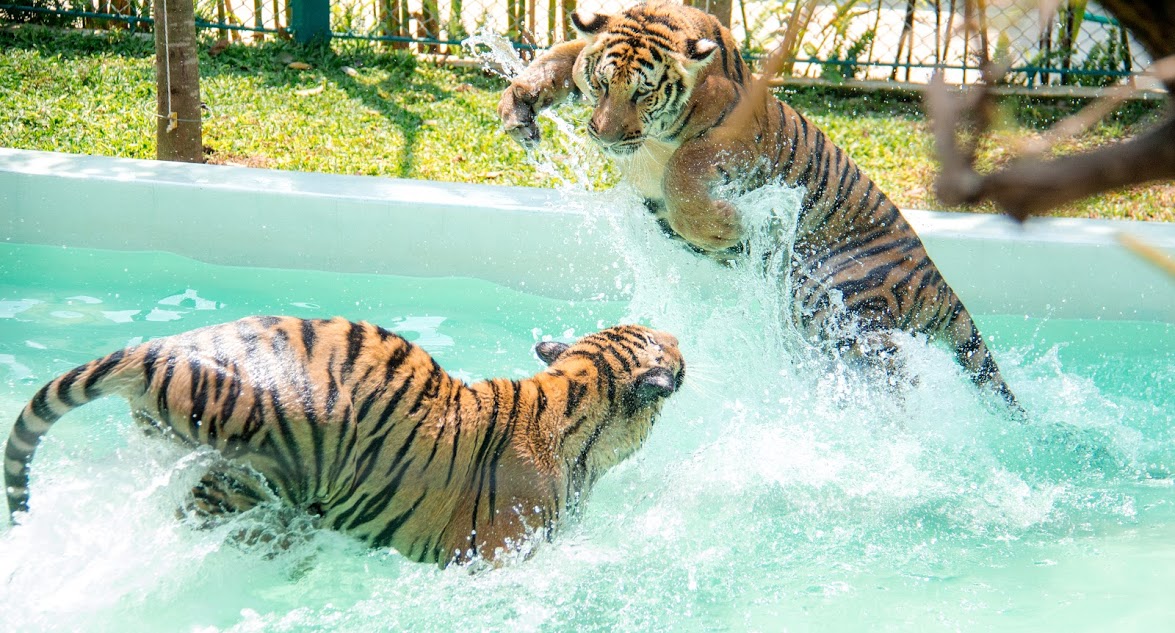Tiger Interaction Zones