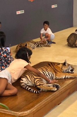 Baby Tiger Play Area